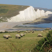 soft waves The secret bear