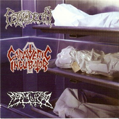 Cadaveric Incubator / Fetal Decay / Mortalized - split CD