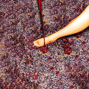 Where Is The Wine?