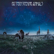 Pattern‐Seeking Animals