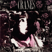 Heaven Or Bliss by Cranes