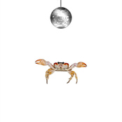 Crabwalk - Single