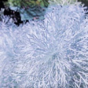 Hymn For The Crippled Mulatto