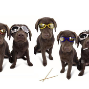 The Young Dogs Of Rock 'n Roll (EP)