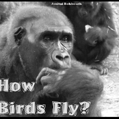 How Birds Fly? experimental1