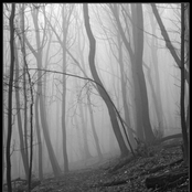 Заблудился в лесу