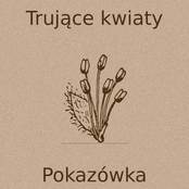 Pokazówka