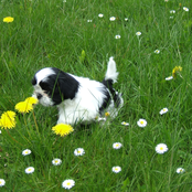 Victoria Studio 2011