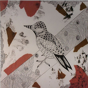 Birds In My Home