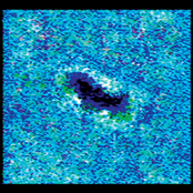 Bald Eagle Over Food City