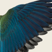 Kuroi Tsubasa no Aidawo