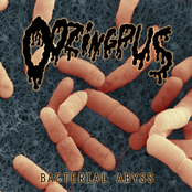 Bacterial Abyss