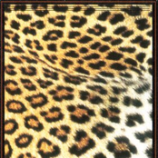 Secret Abuse/Lazy Magnet