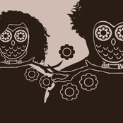 Who are the Owls