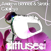 andrew bennett & strobe