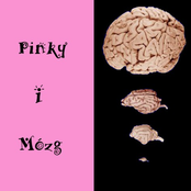 Pinky & Mózg