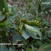 [schall_002] salzbildner - anabrus ep