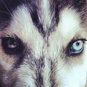 I'm In Love With a Wolf (Acoustic)