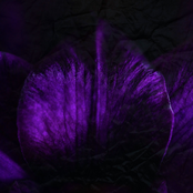 NIGHTBLOOM