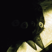 gato guilhotina e você