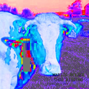 Fucking a Cow