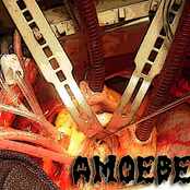 Amoebe