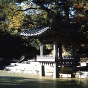 ginseng tea by the fire