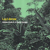 Hidden Eyes In A Ghost Jungle