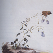 II: A Rose From The Dead