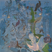 Birdy Island (Remixes)