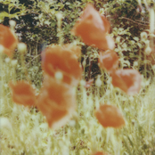 Fiori, domande, silenzi e respiri