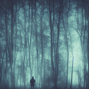 Deep Inside The Woods