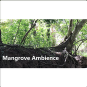 Mangrove Ambience Crickets and Birds Costa Rica