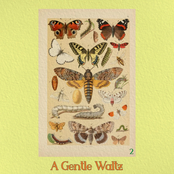 The Beetle & The Butterfly