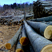 Curandoti tra i Cicli