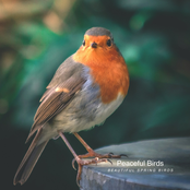 Beautiful Spring Birds