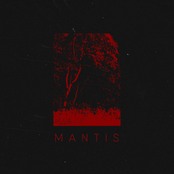 Mantis