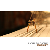 Brood XIV