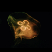 sleeptalking not sleeptalking