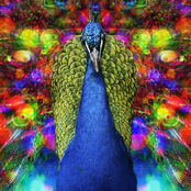 Peacock Tail of Rainbow Magic