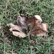 42 (acoustic voice memo)