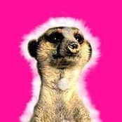 amadeus meerkat