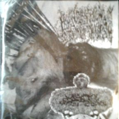 Hyalinobatrachium Colymbiphyllum / Urinary Tract Infection From Severe Pus Clots