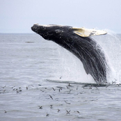 Humpback Whales