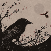 Cennet Kuşu İle Kara Karga