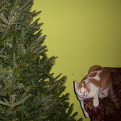 You're Very Brave to Admit What a Coward You Are