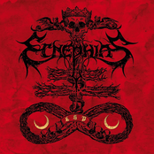 Ecnephias
