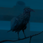 About the End of the World