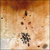 Mezethakia Mukabalatt