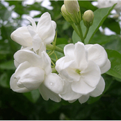 Jasmine Flower